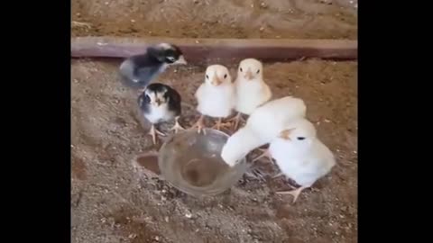 Animals Cute - Funny 08