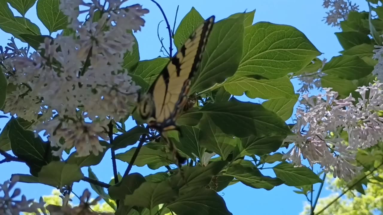 Swallowtail Butterfly