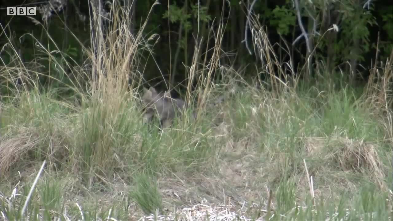 Wolves Defend Pups from a Bear | BBC Earth