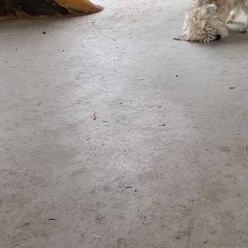 Cute pup playing with June bug