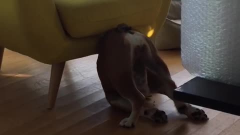 Dog cant figure out downward dog yellow chair