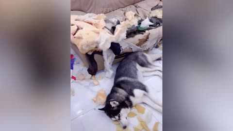 Funny moments of Dogs