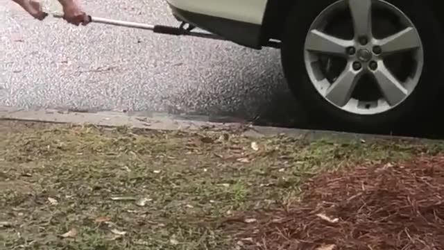 Alligator Stealth Mode