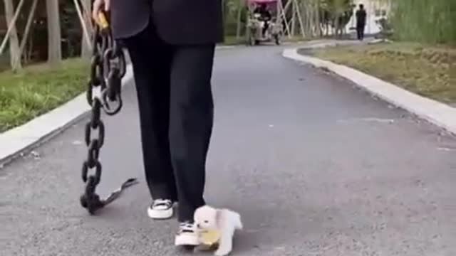 Cute dog kicked accidentally