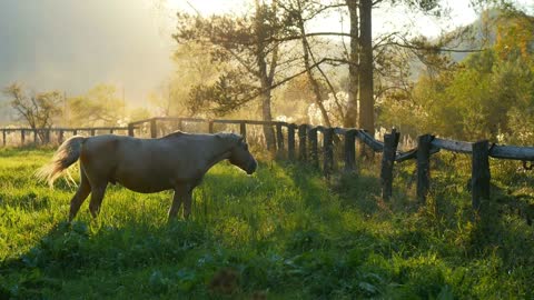 Horse grazing in the meadow