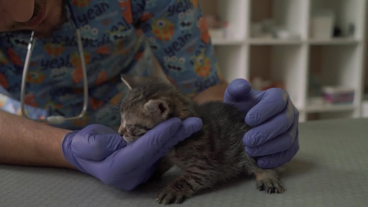 Professional veterinarian examines the snout of a small kitten