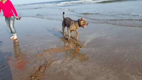 Perro gigante temerosamente escéptico con una alga marina