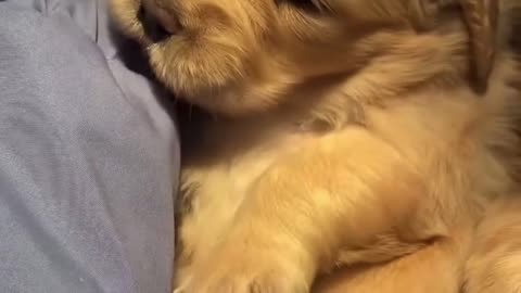 Cute Golden puppy