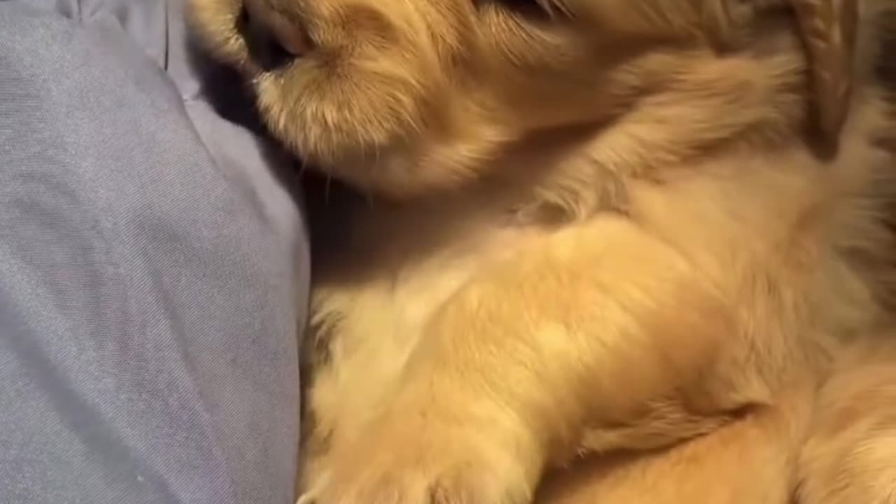 Cute Golden puppy