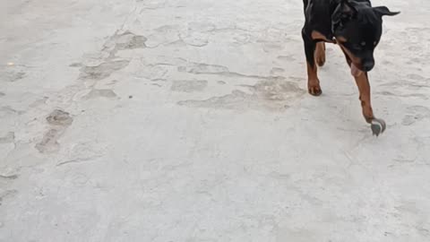 Rottweiler Playing With Ball