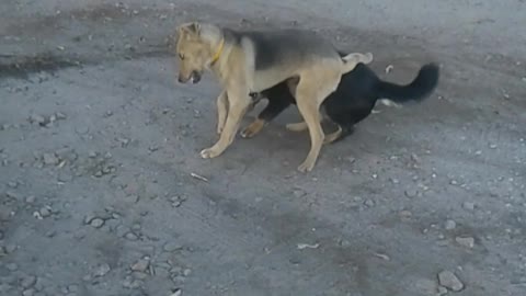 the puppy decided to play and fight an adult dog