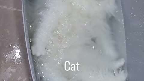 cat or not cat