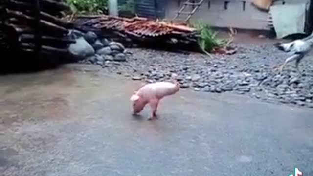 A Pig with Disability