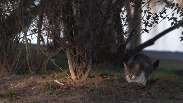 Cat Digging The Soil