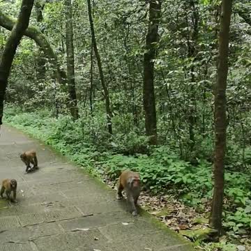 Funny Monkey babies - Playing like Little imps!