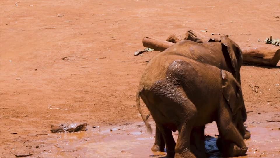 Baby Elephants