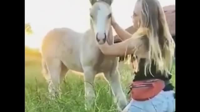 Funny Horse Videos II Best Ever Horse Video