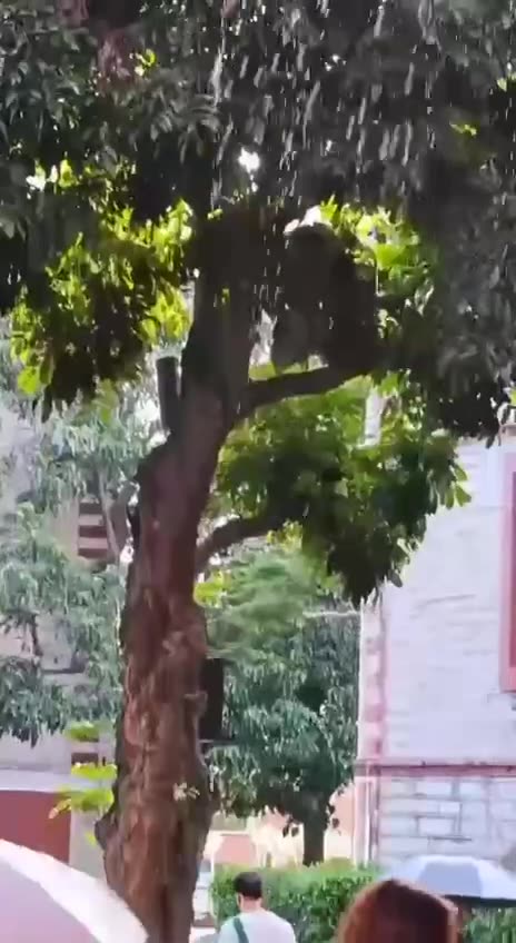 Cicadas and their number one problem 🤣