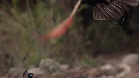 Wildlife
