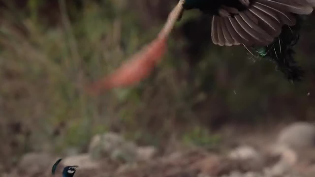 Wildlife