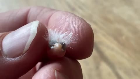 The-tiniest-bird-you-ve-ever-seen