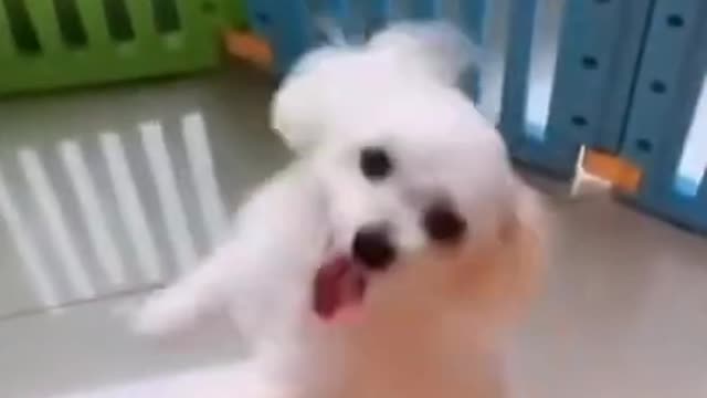 Dog Dance Video Funny Video Ever🤣 MUST WATCH😂 || DOG LOVER||DOG DANCE||CUTE DOG