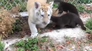 Two Otters and a Baby Tiger