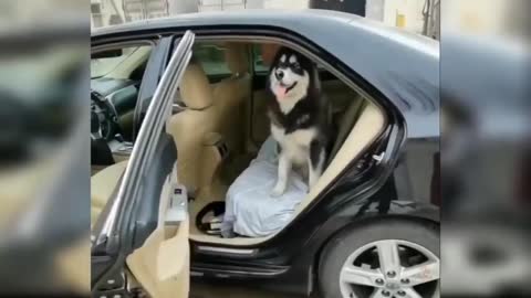 Dogs Funny Moments Dogs Funny Videos Compilation Funny Videos