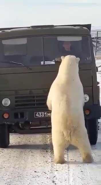 White furry bear stopping an army car fun scene