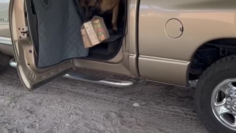 Dog Helps With Groceries #smartdog #belgianmalinois #dog