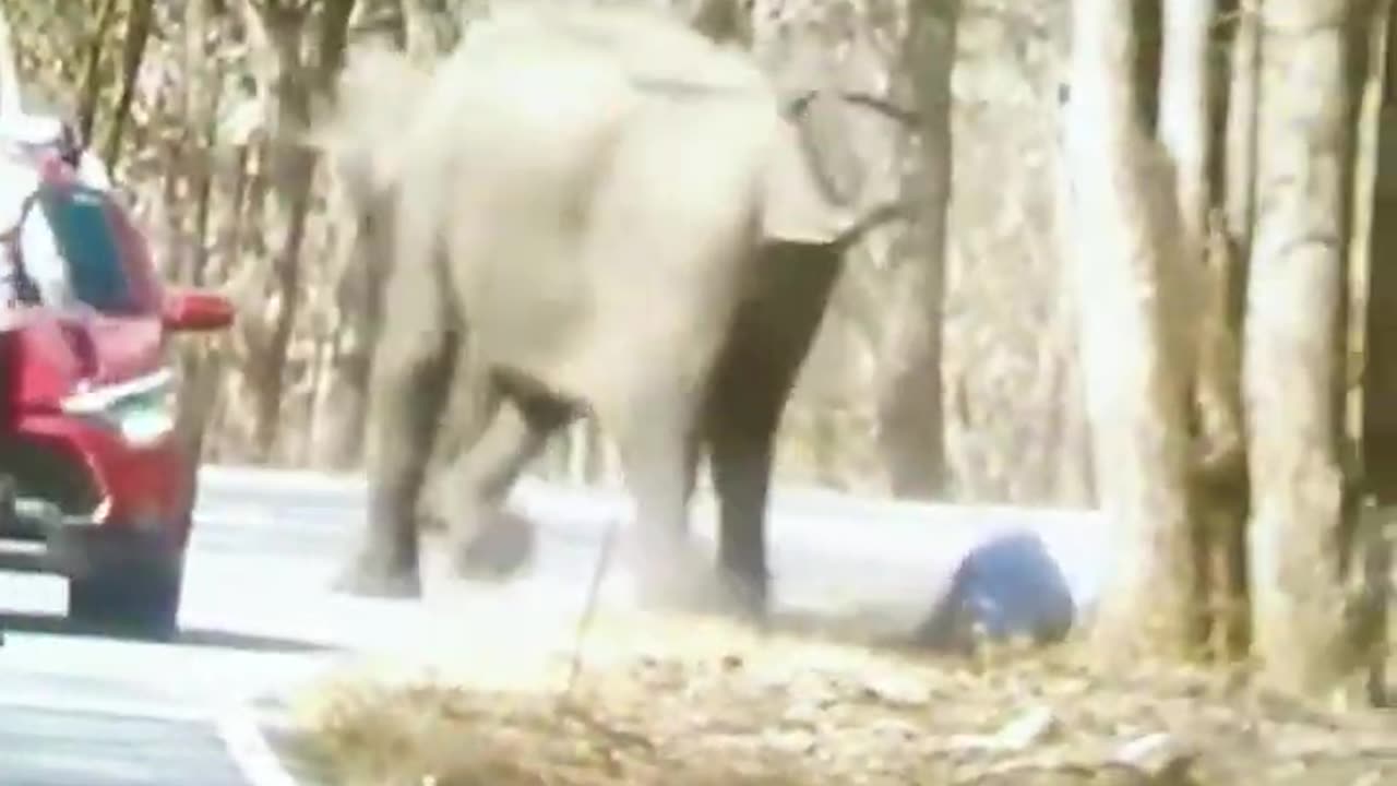 Elephant attack. Attacking moments. Life risk. Tourist spot. #viral #animals #video #shorts #short