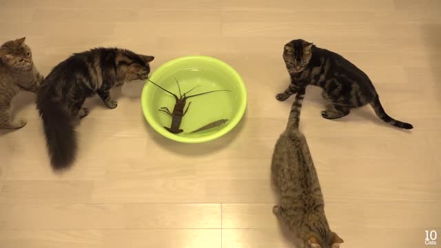 Spiny lobster vs cat