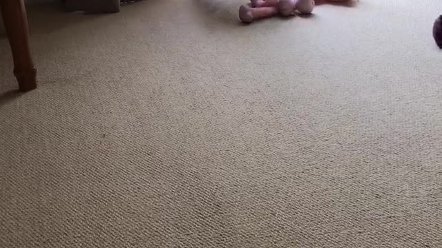 Staffie steals new door stop