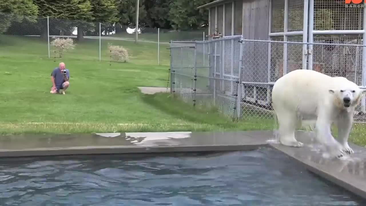 Grizzly Man swims with Polar Bear