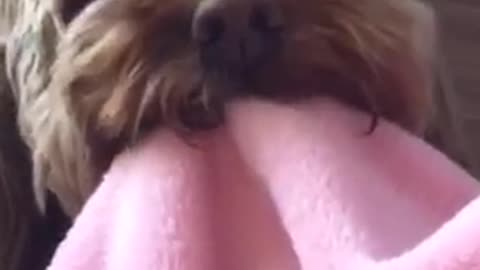 Sucks on my robe 24/7 dog
