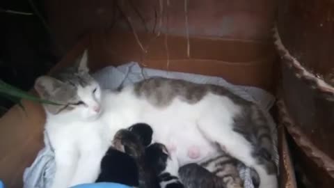 my cut mother cat with her baby kittens