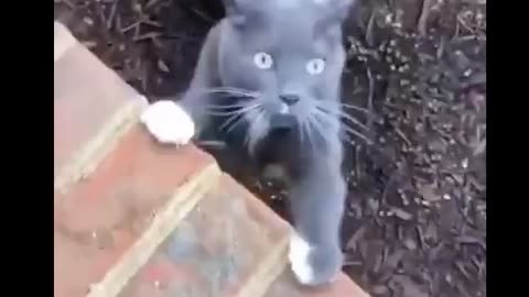 Funny cat