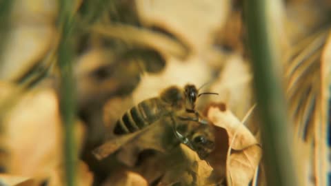 The bee is killed by a drone. Fighting Close-up