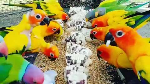 Bird feeding frenzy
