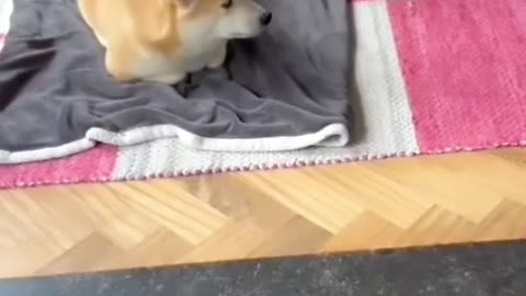 "Puppy Panic: Double Trouble as Tiny Tots Tiptoe from Terrifying Momma Dog!"
