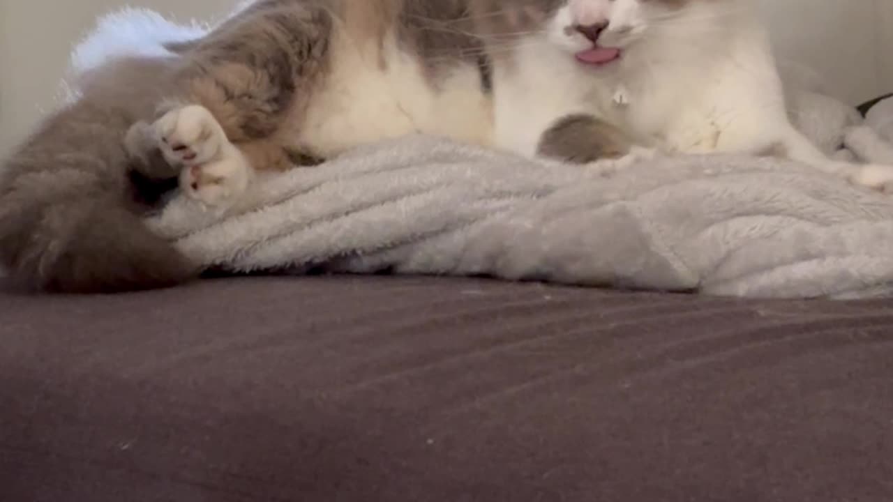 Rapid Kitty Tongue Bleps