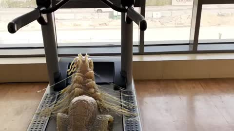 Cat dog videosBest video Anokha funny video