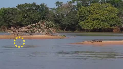 Moments When Big Cats or other wild animal Face the Crocodile