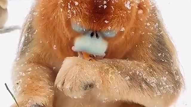 The world of monkeys is amazing