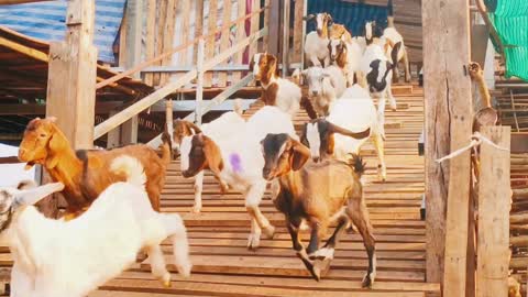 Fun & Happy goat family