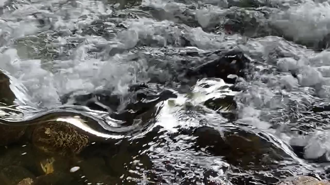 Listen to the magical sound of the river and watch the Salmon