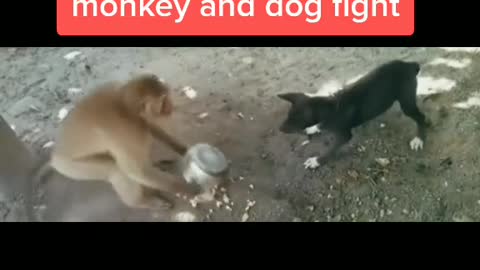 Monkey and dog fight