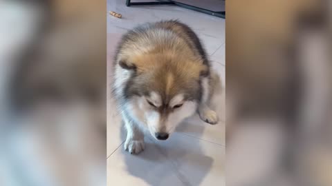 The look of the dog after making a mistake