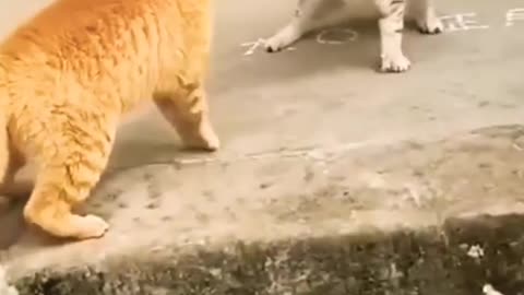 cat fight