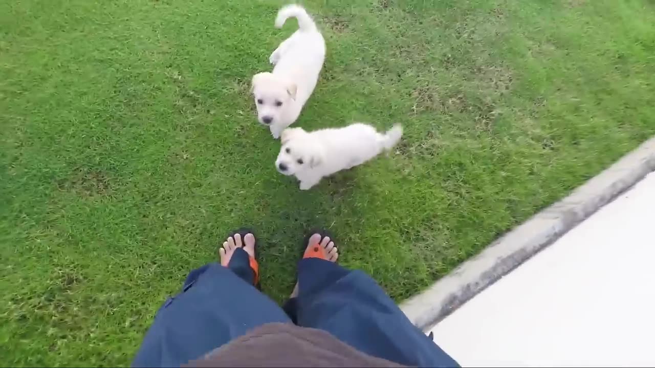 1 Minute Video Cute Doggie